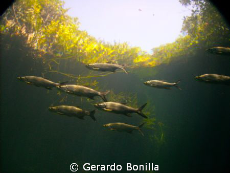 Juvenile tarpons refugges in the mangroves before going i... by Gerardo Bonilla 