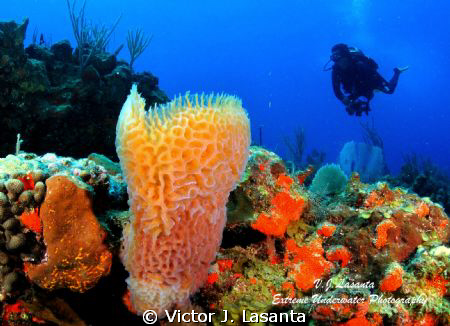 Azure Vase Sponge & Diver at Mermaid Point in Parguera La... by Victor J. Lasanta 