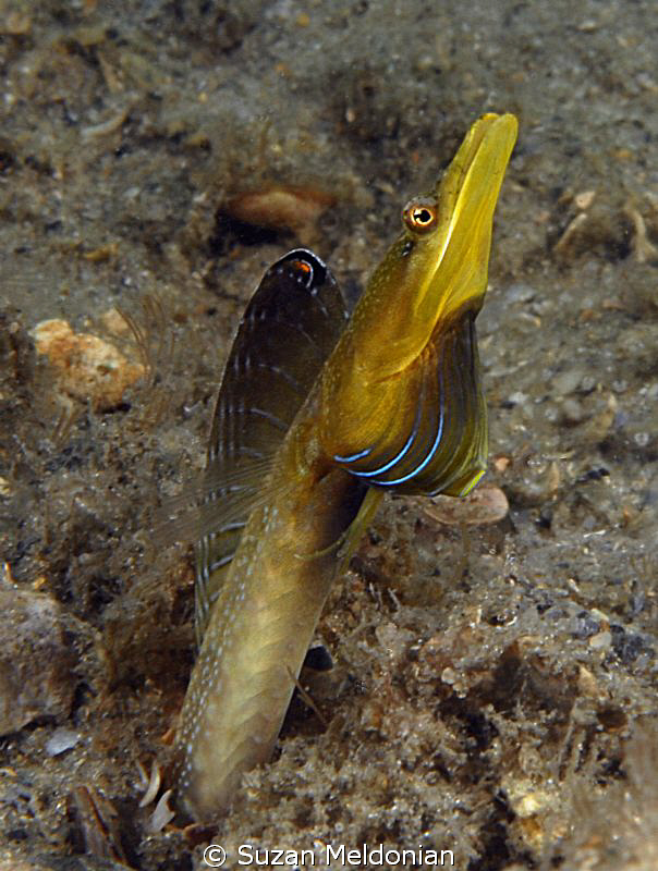 Blue Throat Pike Blenny really bellowing for the ladies! by Suzan Meldonian 