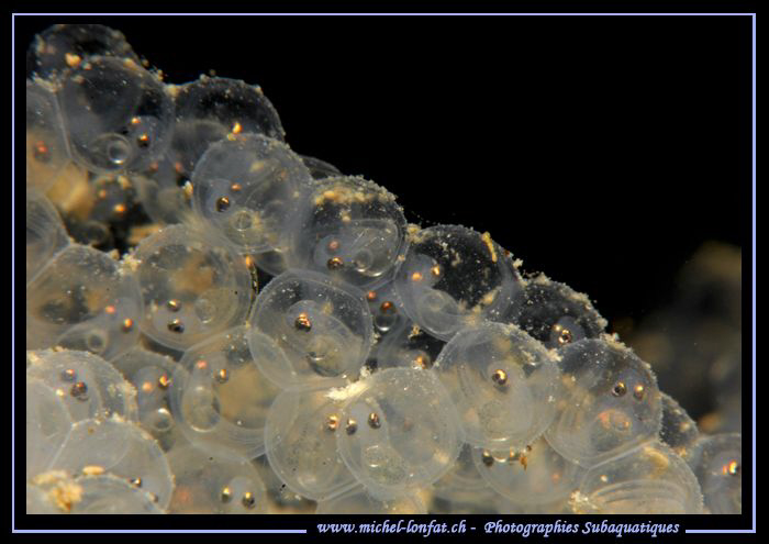 Perch eggs after one week. We clearly see the eyes and pa... by Michel Lonfat 
