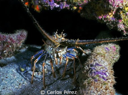 Caribbean Lobster in the Shadow; Crash Boat Beach sealife... by Carlos Pérez 