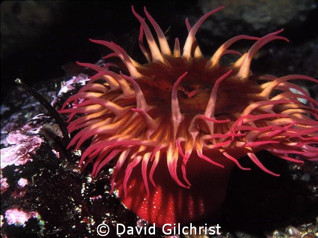 Anemone sp. ,Queen Charlotte Islands-Canada's Pacific Nor... by David Gilchrist 