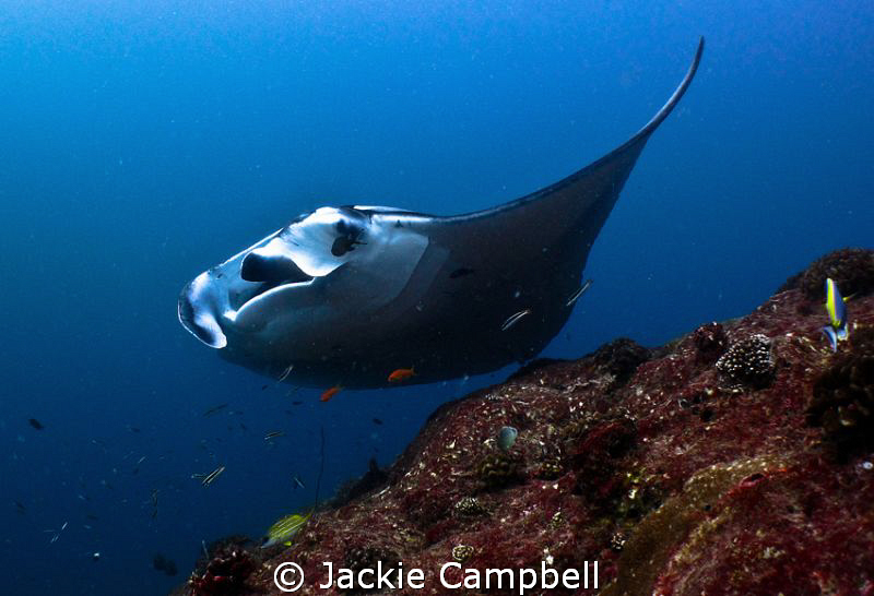 Peek a boo.....
Manta playing with divers at a cleaning ... by Jackie Campbell 
