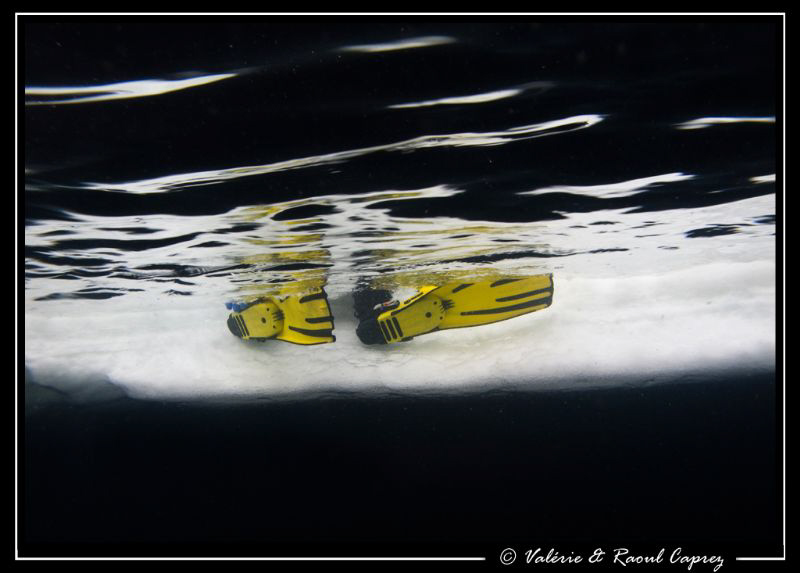 My buddy's fins ... hesitation because of the 3°C in the ... by Raoul Caprez 