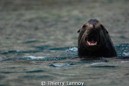 Sea lion in Cabo Pulmo Marine Park by Thierry Lannoy 