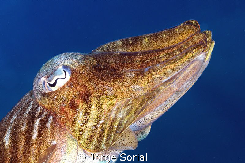 Cuttlefish against the blue sea by Jorge Sorial 