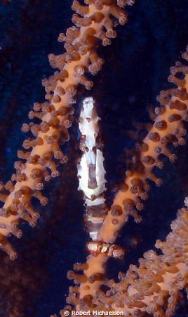Longnose seahorse I couldn't get in position for a profil... by Robert Michaelson 