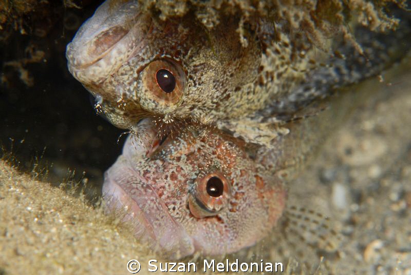 These two Downey Blennies were foolin around like two kit... by Suzan Meldonian 