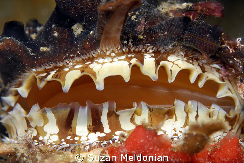 Atlantic Thorny Oyster with 100's of eyes by Suzan Meldonian 