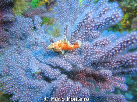 tiny fish lying on gorgonian by Mário Monteiro 