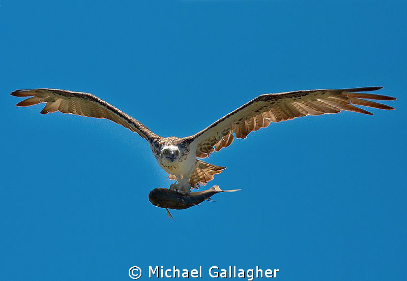 Osprey with a freshly caught catfish, which just flew by ... by Michael Gallagher 