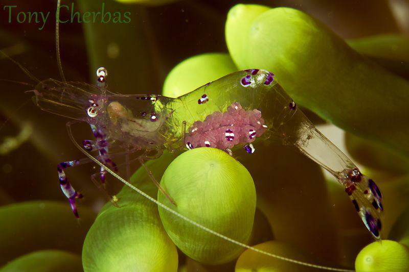 Through a Glass Shrimp by Tony Cherbas 