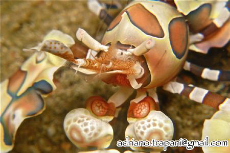 NO CROP! Harlequin Shrimp close up.
Canon G10, Canon hou... by Adriano Trapani 