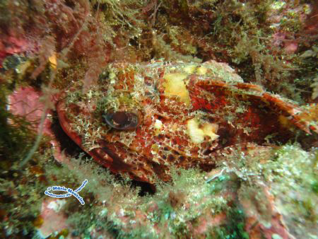 Red Scorpionfish - Perfect Camuflage... by Mário Monteiro 