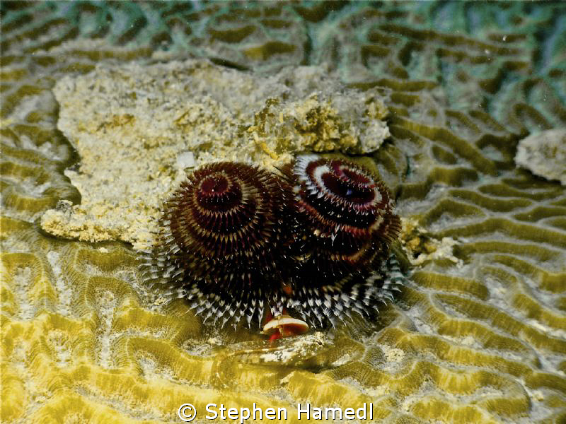 xmas tree worms and clear goby by Stephen Hamedl 