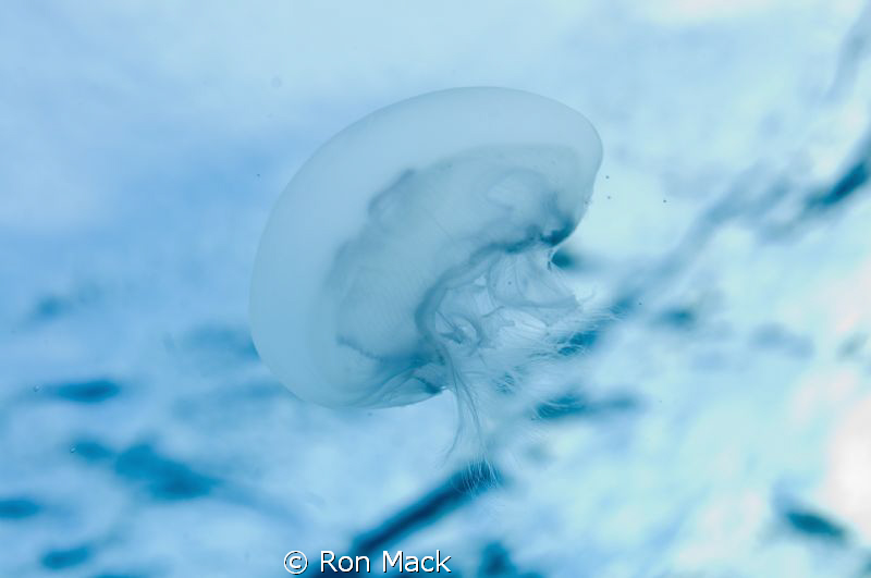 Shot in Cayman Brac while floating for a safety stop.  I ... by Ron Mack 