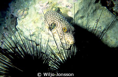 Bristly puffer fish
Arothron hispidus by Wiljo Jonsson 