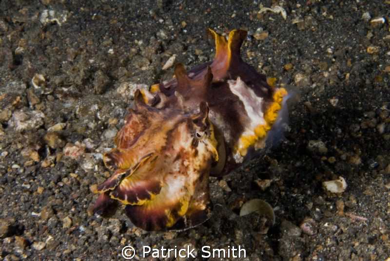An angry Flamboyant Cuddlefish. Taken In th Lembeh Strait... by Patrick Smith 
