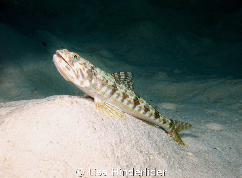 Sand diver perching for a shot or two..... by Lisa Hinderlider 