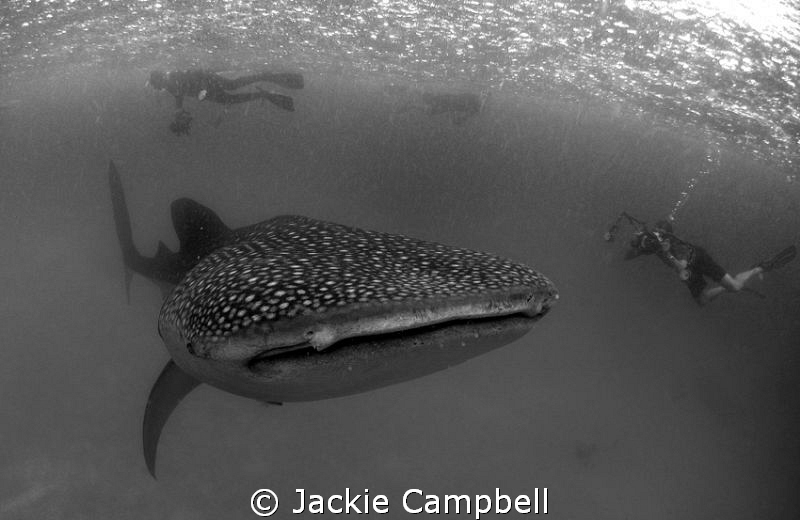Whaleshark in Hanifaru
 by Jackie Campbell 