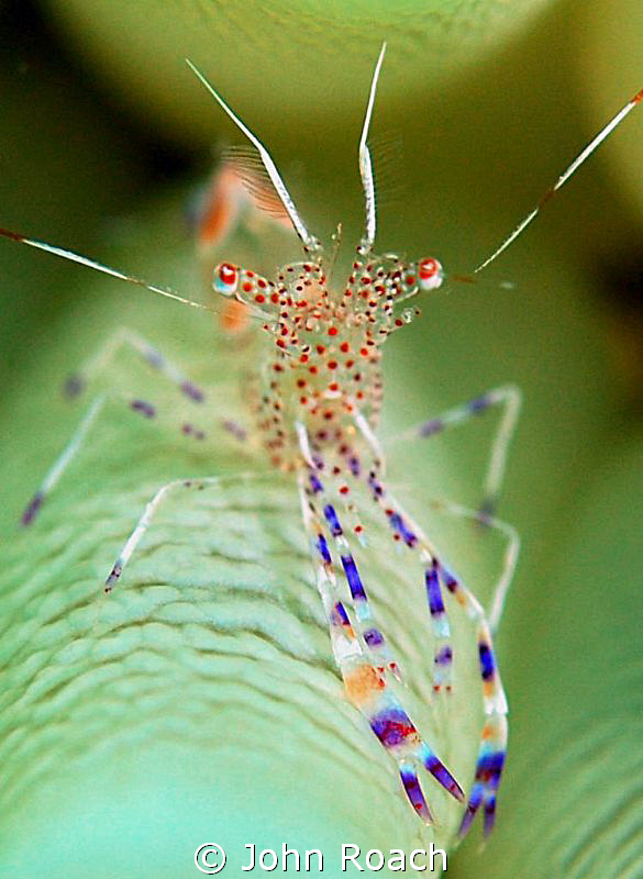 Spotted Cleaner Shrimp by John Roach 