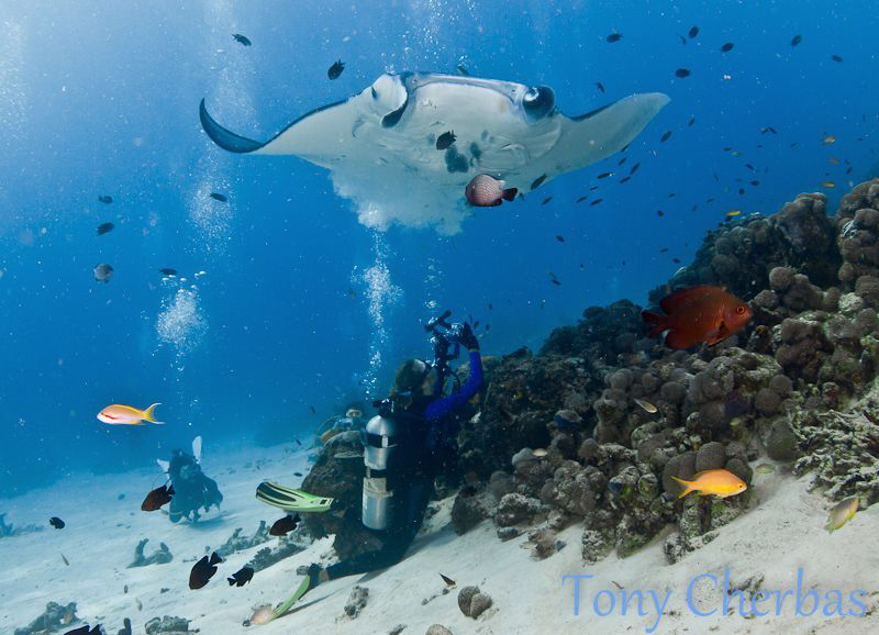Bubble Love: This manta seemed to have a particular likin... by Tony Cherbas 