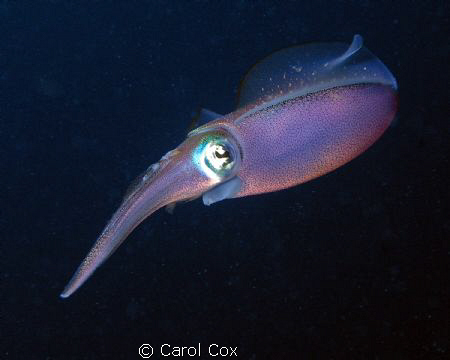 Squid, spotted floating over a fish trap by Carol Cox 