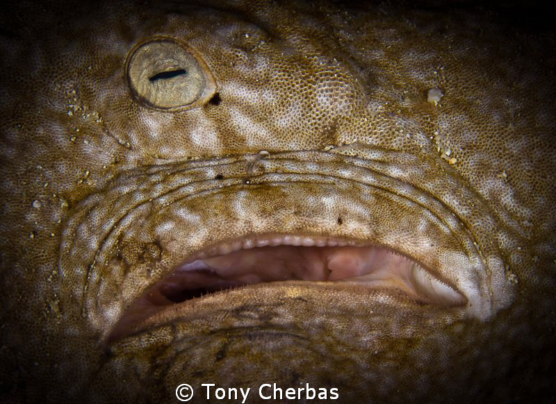 One Eyed Monster?  No, it's a wobbegong shark's eye and s... by Tony Cherbas 