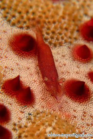 Partner shrimp on pincushion starfish - close up. 
Canon... by Adriano Trapani 