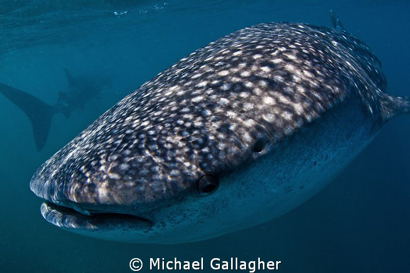 Whale Sharks in Djibouti by Michael Gallagher 