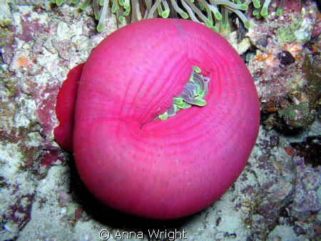 Pink anemone taken with an Olympus 5060 on a dive site ne... by Anna Wright 
