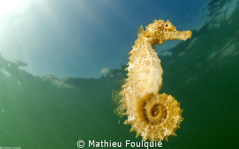 seahorse.Thau lagoon by Mathieu Foulquié 