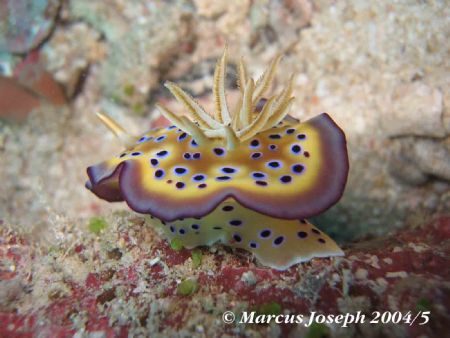 Nudibranch,Great Barrier Reef Australia.IXUS 400 Digital by Marcus Joseph 