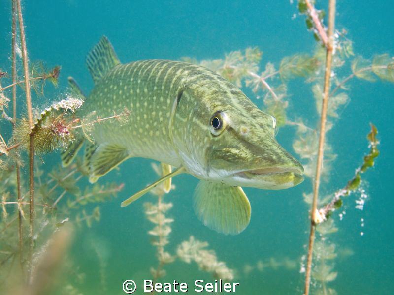 Northern pike ,taken with Canon G10 by Beate Seiler 