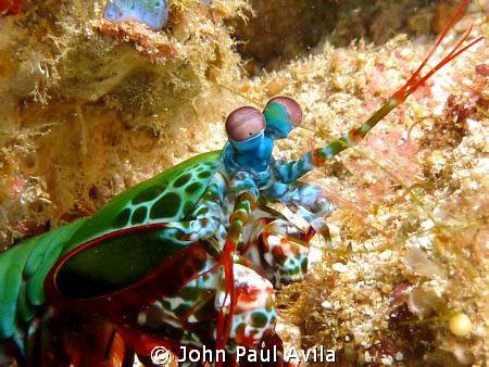 Mantis shrimp from Puerto Galera by John Paul Avila 