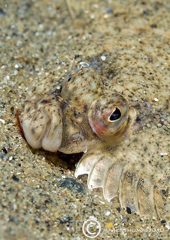 Plaice face.
Trefor Pier, Wales. by Mark Thomas 