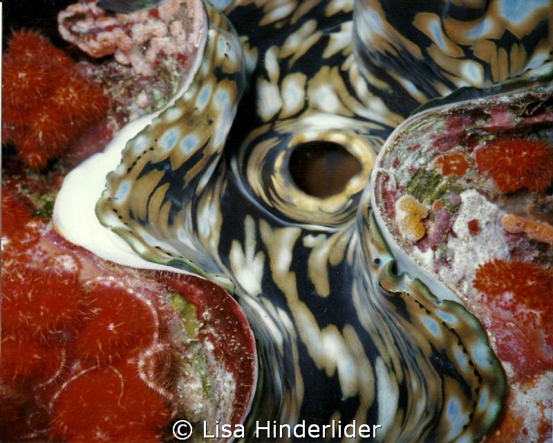Image of Derasa clam with encrustations taken with Sea & ... by Lisa Hinderlider 