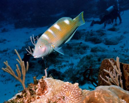 Puddingwife, taken in Bonaire with a Nikonos V, 35mm lens... by Charles Heath 