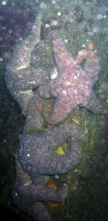 4 common star fish on a pile. Olympas 5060 internal strob... by Steven Gaub 