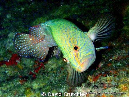 found this peacock grouper swimming on the underside of a... by David Crutchley 