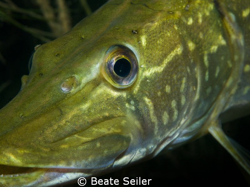 Pike macroshot , taken with Canon G10 and UCL165 by Beate Seiler 