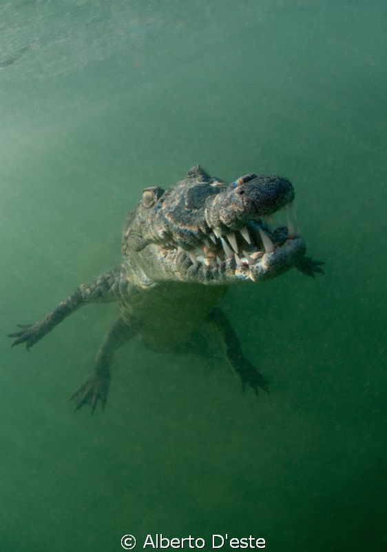 Alligator in mangrove swamp - Jardines de la rejna - Cuba... by Alberto D'este 