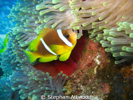 Clown fish heaven: Shot on Abu Galaw, Fury Shoals, Egypt by Stephan Attwood 