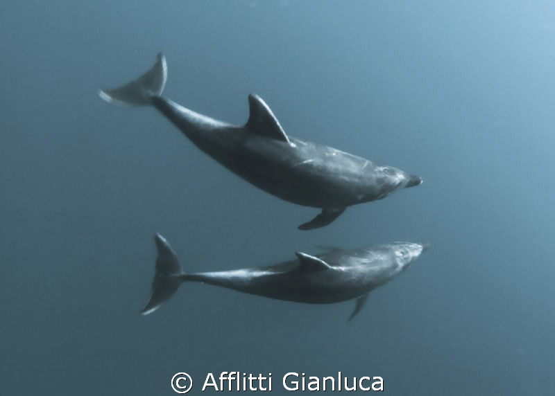 dolphin by Afflitti Gianluca 