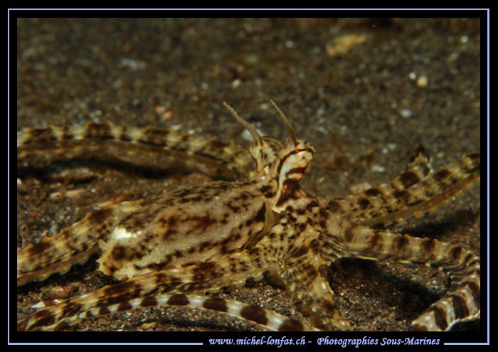 Mimic Octopus on the sand of Lembeh Strait.... :O)... by Michel Lonfat 