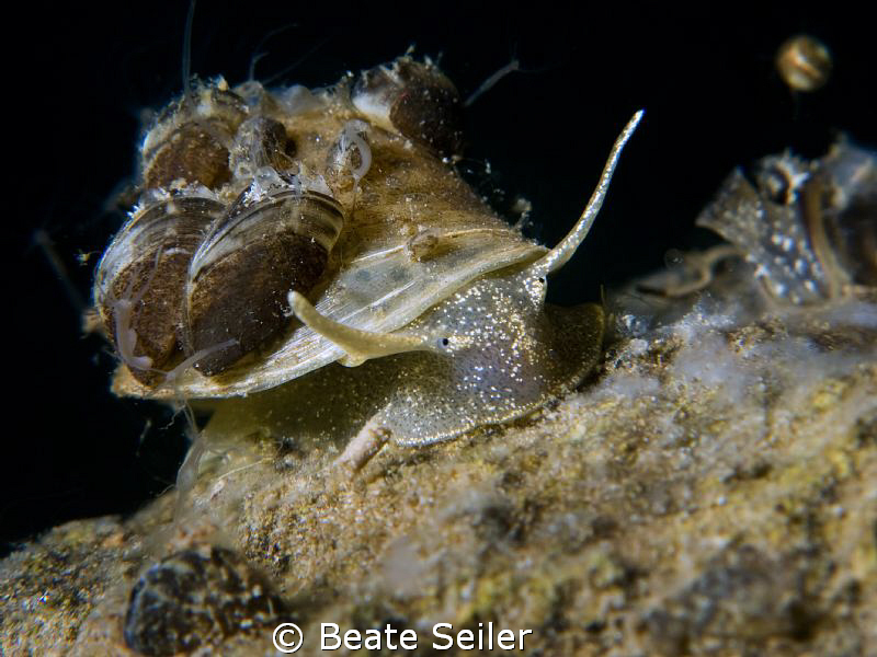 Freshwater snail with mussels on the back ! by Beate Seiler 
