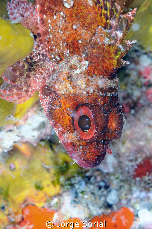 Red scorpion fish posing in a colorful background. by Jorge Sorial 