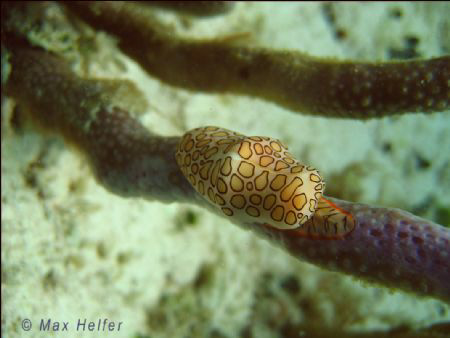 macro shot of a small sea slug by Max Helfer 