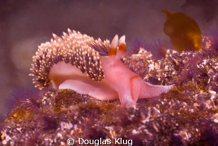 colorburst.  A Hilton's Aeolid Nudibranch at Anacapa Isla... by Douglas Klug 