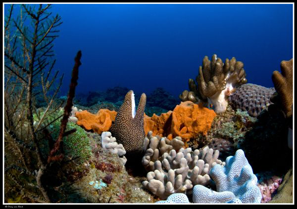 White mouth moray in coral garden... by Dray Van Beeck 